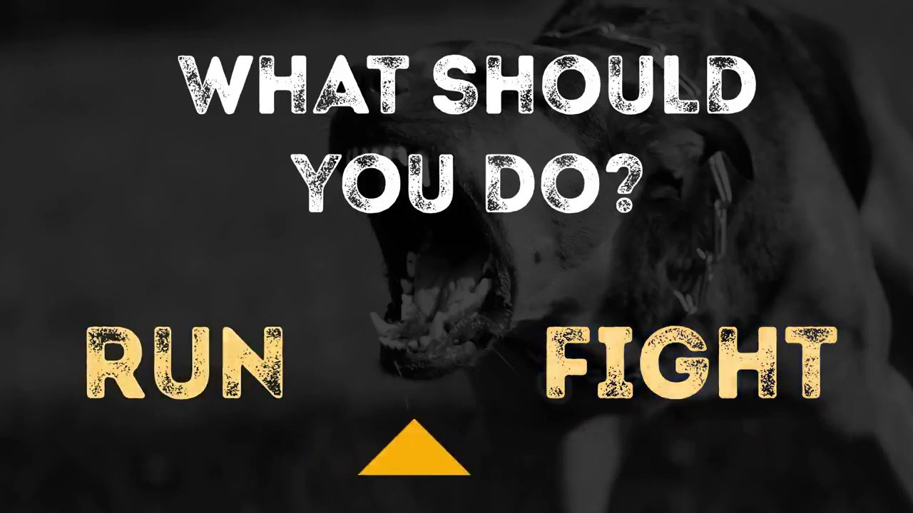 How to Survive a Dog Attack