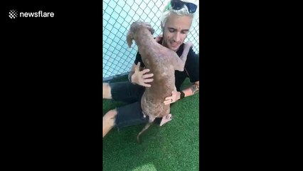 Florida dog with badly damaged skin won’t let go of her adopters after they sign the papers