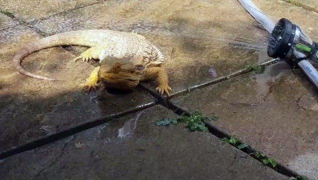 Ce lézard a le meilleur plan pour la canicule ! Sous le jet d'eau !