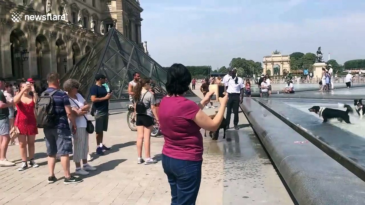 Happy dogs 'Louvre' using the museum pool to cool off during record heat wave in Paris