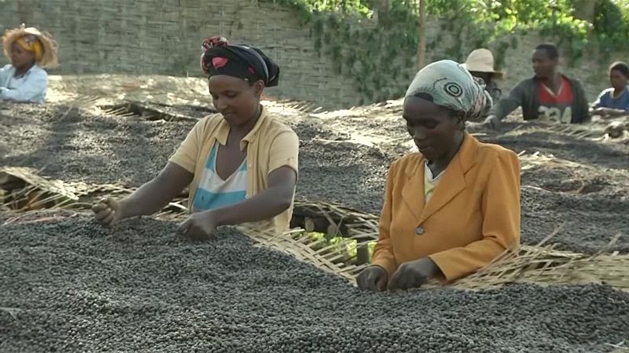 Uluslararası Kahve Günü: Piyasa değeri düşerken bir fincan kahvenin fiyatı neden bu kadar yüksek?