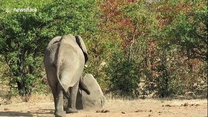 Huge African elephant has an itch he just can't scratch