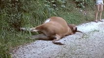 Un tren de pasajeros descarrila en Llanes tras arrollar a un grupo de vacas