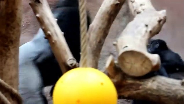 MVI 5513 KAMBA OCHRÁNKYNĚ