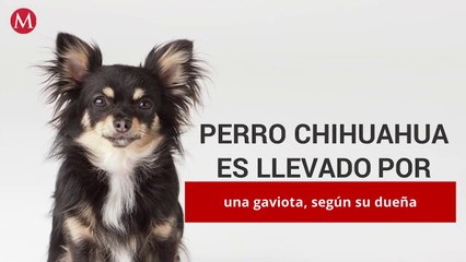 Perro chihuahua es llevado por una gaviota, según su dueña