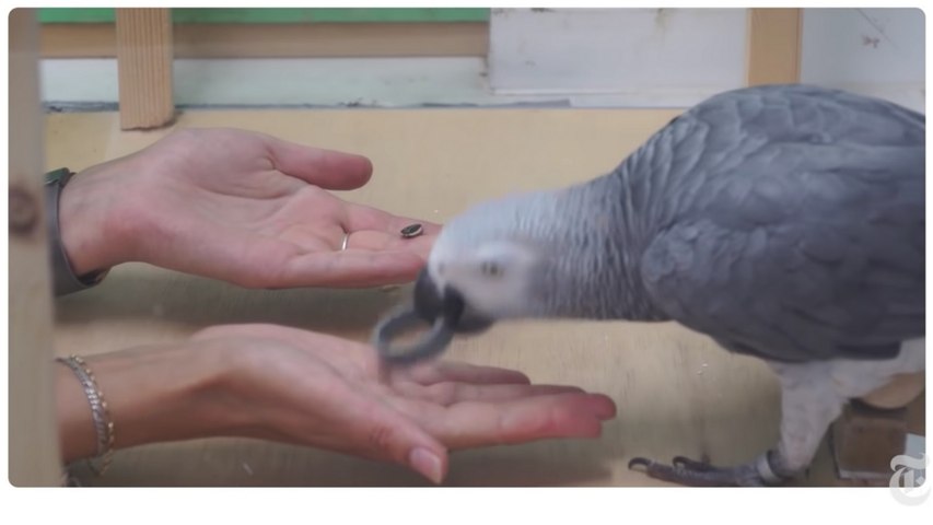 Do parrots understand economics? Well, kind of | NYT ScienceTake