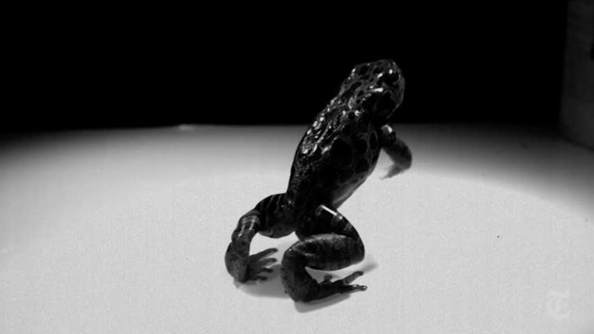 NYT ScienceTake | The Science Behind a Frog’s Leap