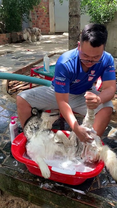 Spa Day for the Dog