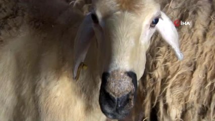 Ortadoğu'ya canlı hayvan ihracatı kurbanlık fiyatlarını yükseltti