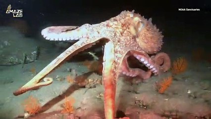 Octopus Arms Think for Themselves Without Help from Their Brain