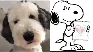 Snoopy  -  Hermoso perro
