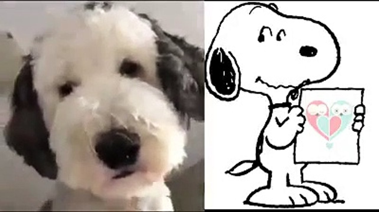 Snoopy  -  Hermoso perro