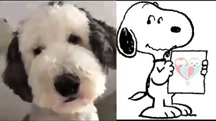 Snoopy  -  Hermoso perro