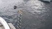 Ce chien saute à l'eau pour jouer avec un dauphin