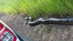 Des automobilistes brésiliens découvrent un énorme anaconda sur le bord de la route