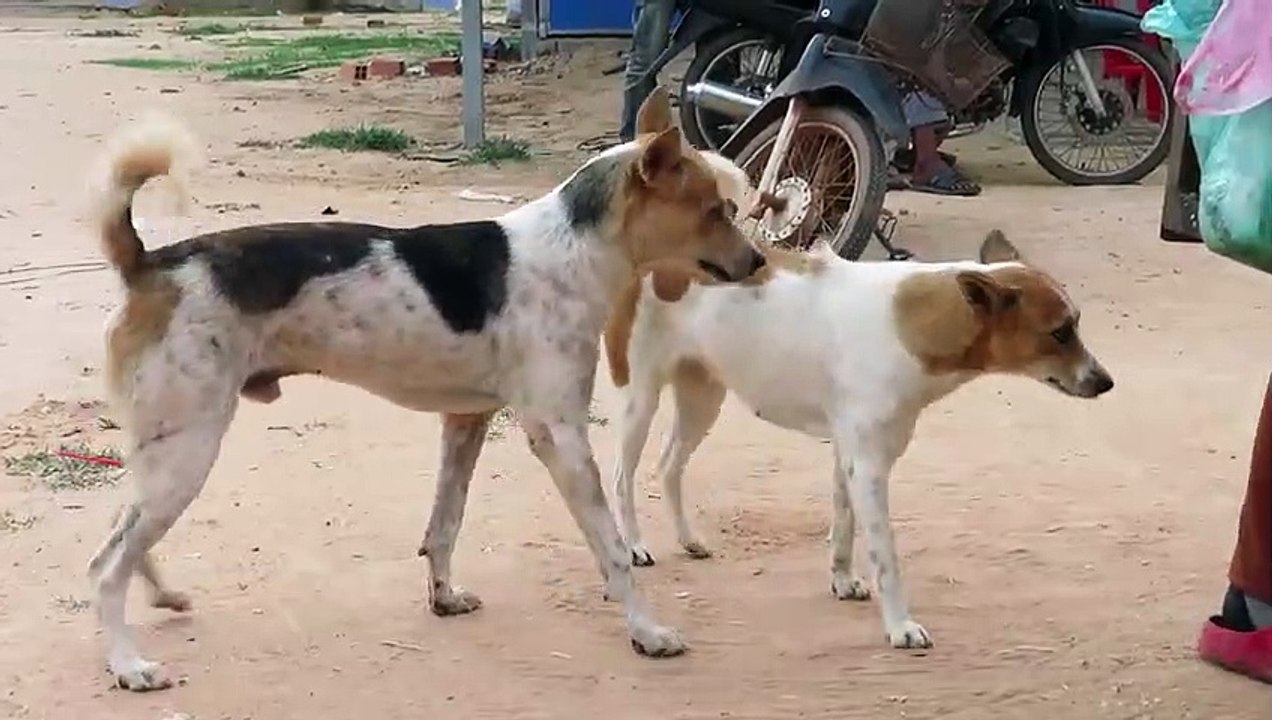 All Animal Breeds!! Best Dog Breeds 2018 - Sweet Dogs Playing On Grass