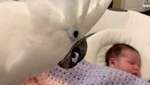 Cockatoo Greets Baby Sister