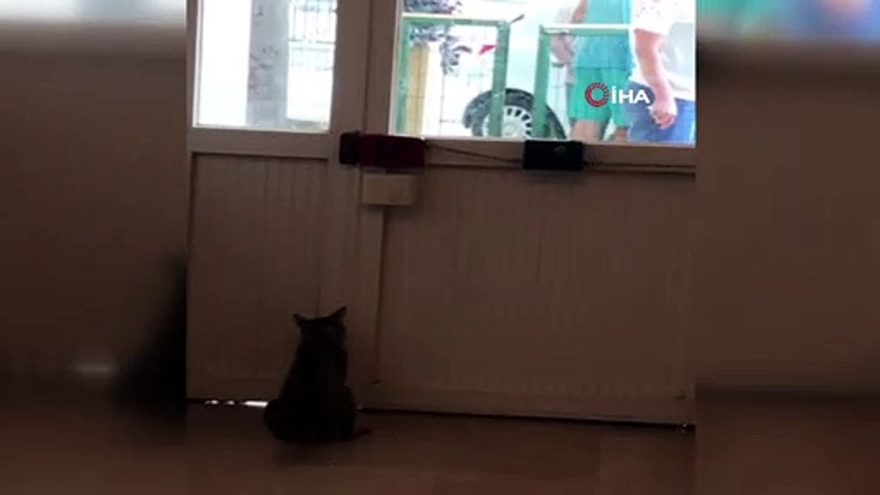 Patisiyle kapı açan kedi şaşırttı