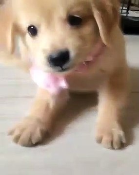 Trop belle ! Admirez cette mignonne petite chienne avec un collier rose