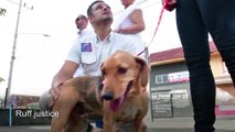 [WATCH] Dog attends animal abuse trial in Costa Rica