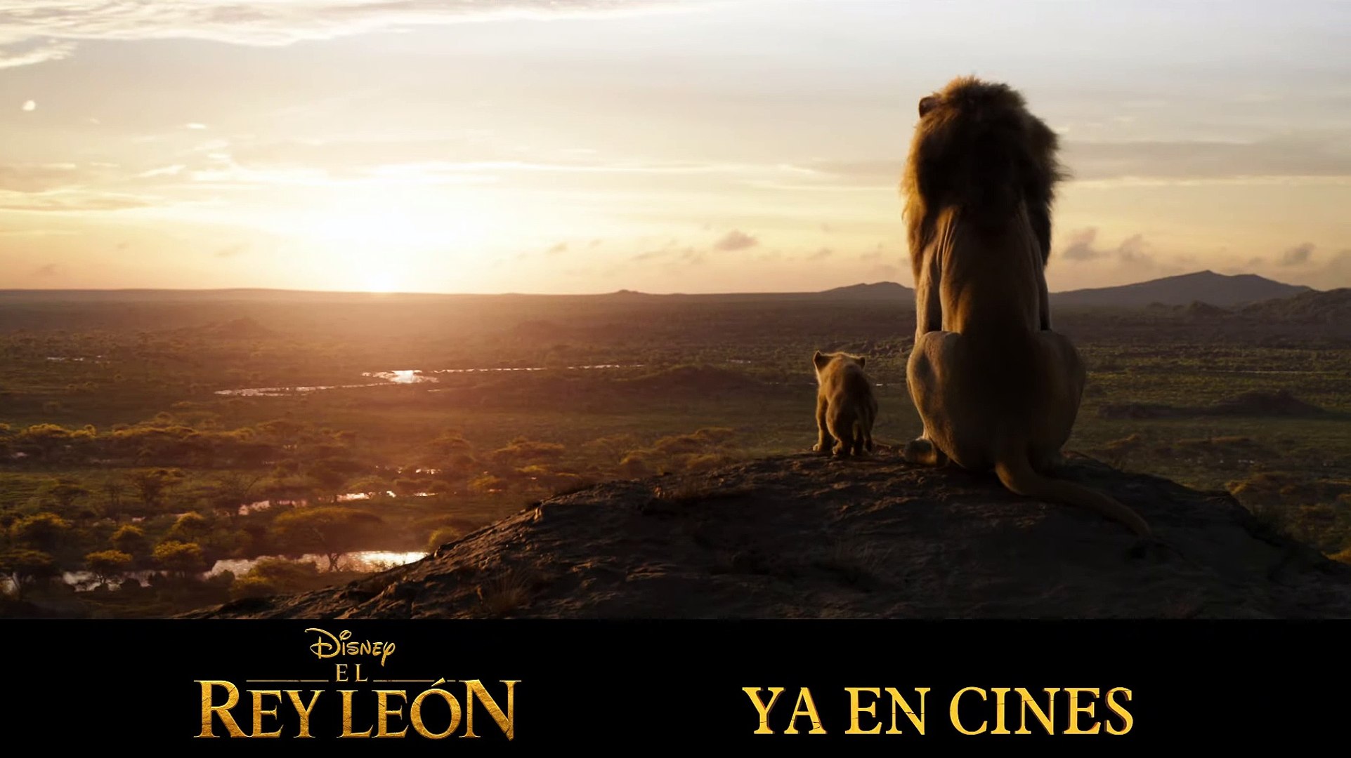 Imágenes Divertidas Del Rey León Todo Lo Que Toca La Luz