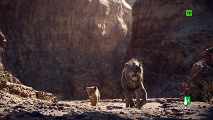 El Rey León (2019) - Clip - 'Encontrar su rugido'