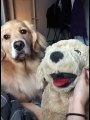 Golden Retriever Gets Jealous of Stuffed Animal