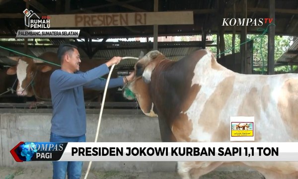 Presiden Jokowi Kurban Sapi 1,1 Ton Seharga Rp 85 Juta