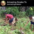 Wow! Brave Boys Catch Village Snake In Jungle How To Catch Village Snake In My Village KM Daily