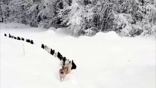 Line of Chickens Marches through Snow