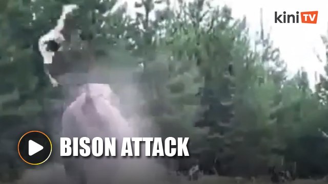 Bison charges and injured 9-year-old at Yellowstone National Park