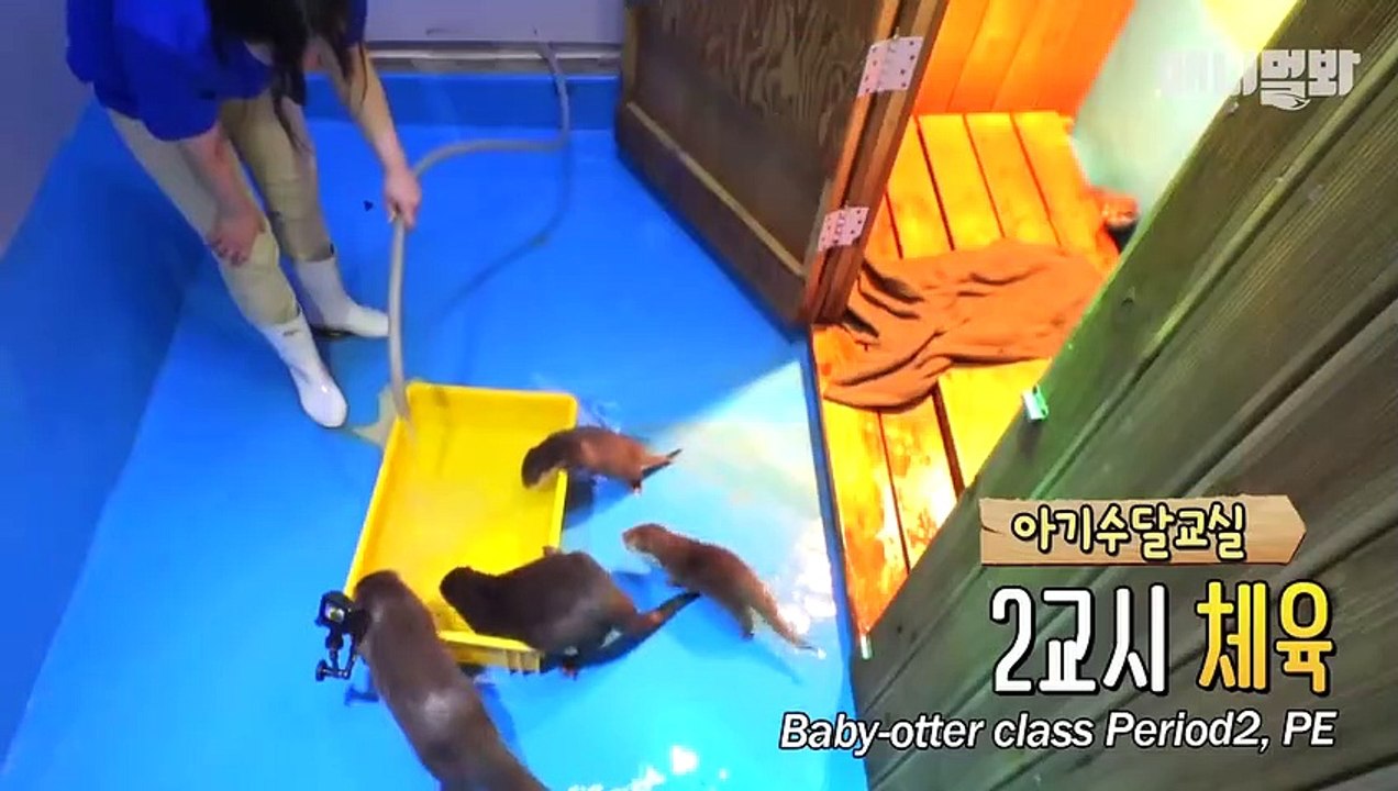 funny otter