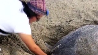 Mass of sea turtles lay eggs on protected Mexican beach