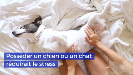 Posséder un chien ou un chat réduirait le stress