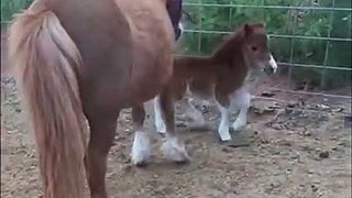 Mini Horse Falls Over