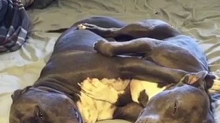 Pitbulls Cuddle and Wag their Tails