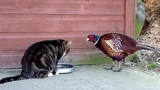 Pheasant and Cat Share Dinner Bowl