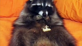 Raccoon Eats From Belly