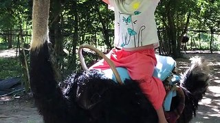 Have you tried yet?  Ostrich riding