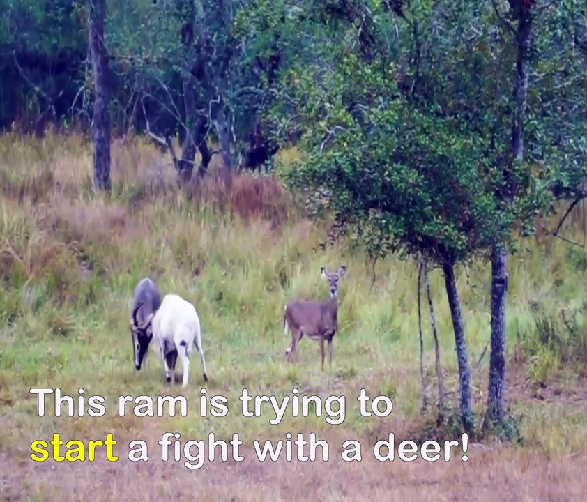 Ram vs Deer