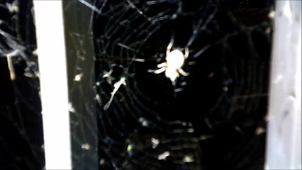 MCH 138 SPIDERS.DO YOU HAVE ARACHNOPHOBIA THEN WATCH THIS.