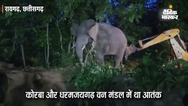 दस से ज्यादा लोगों की जान लेने वाले हाथी को बंधक बनाए रखने पर मेनका गांधी के संगठन ने जताई आपत्ति