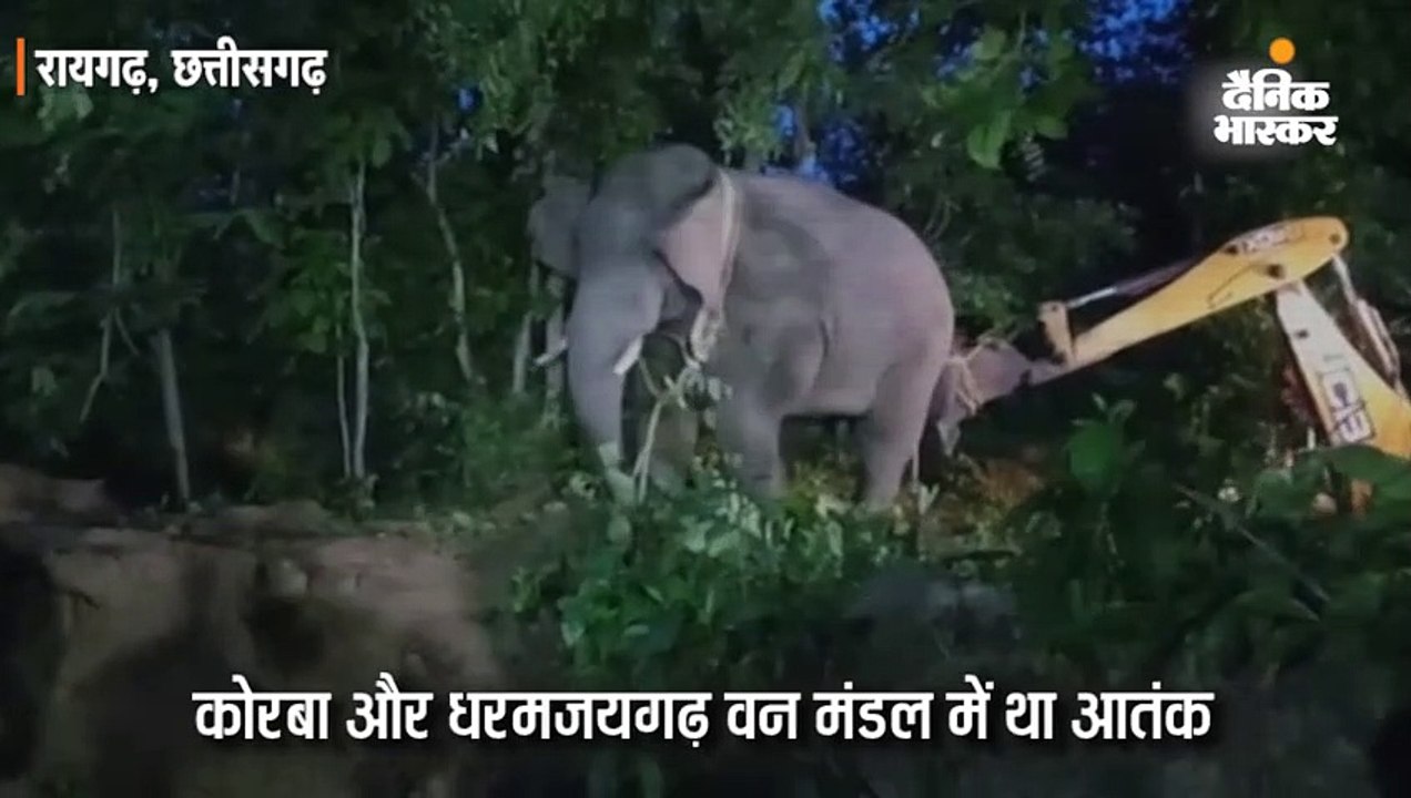 दस से ज्यादा लोगों की जान लेने वाले हाथी को बंध...