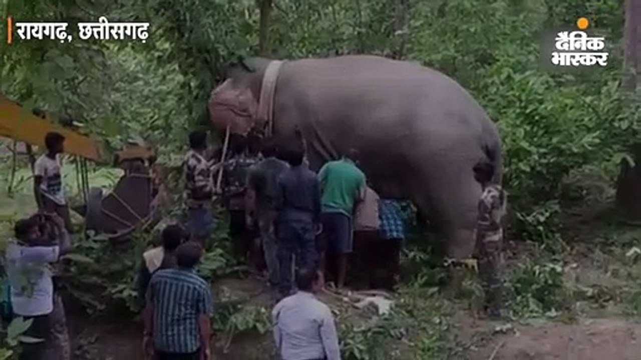 दस से ज्यादा लोगों की जान लेने वाले हाथी को बंध...