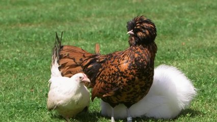 Faune - Belles poules