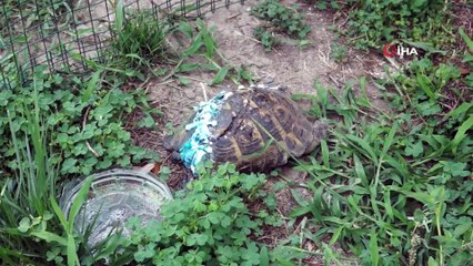 Ölüme terk edilen kaplumbağayı hayata döndürdüler