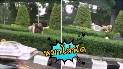 แชร์หนักมาก !! คลิป หนุ่มวิ่งหนี หมาวิ่งไล่ ข้ามถนนโดดเกาะกลาง จี้ขั้นสุด
