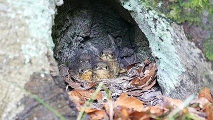 Mother Robin Cares for Chicks