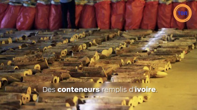 Saisie record : des défenses d’ivoire d’au moins 300 éléphants ont été saisies à Singapour !
