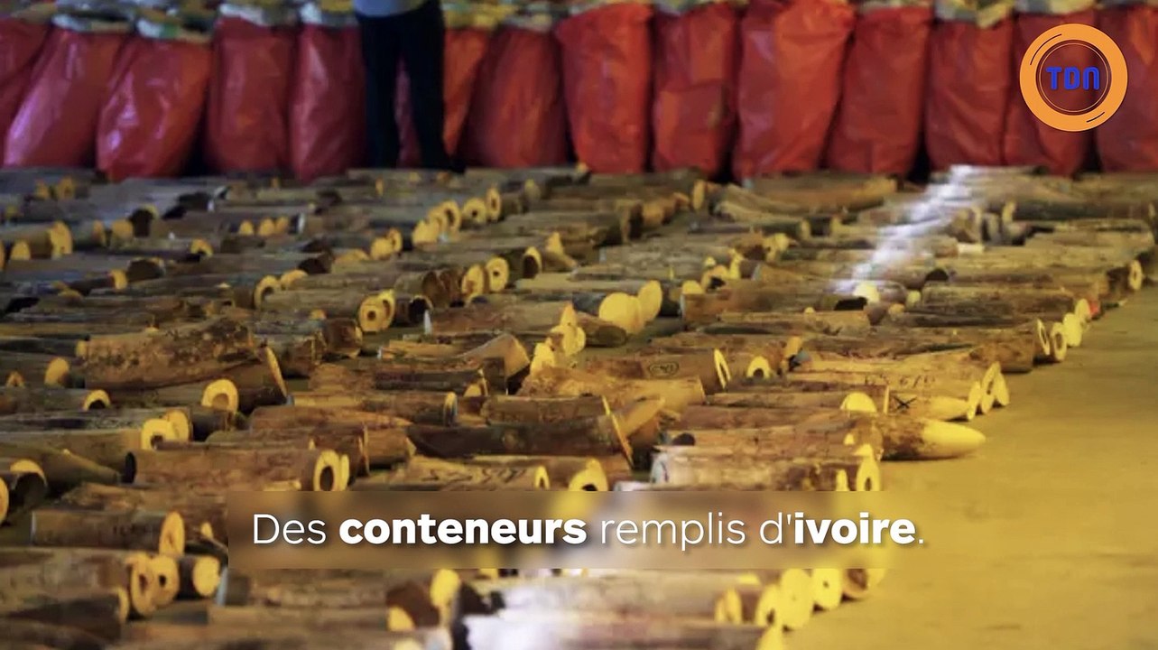 Saisie record : des défenses d’ivoire d’au moins 300 éléphants ont été saisies à Singapour !